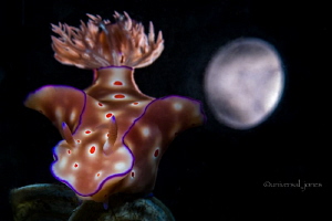 Ceratosoma trilobatum 

"By Moonlight" by Wayne Jones 